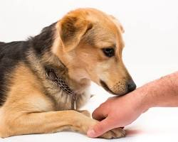 Il Tuo Animale Domestico Ti Sta Curando o Lo Stai Sprecando? La Verità Scientifica (e i Falsi Miti) Sulla Pet Therapy